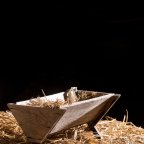 Filling the Manger with Straw