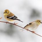 The Goldfinch in Winter
