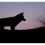 Here on Turtle Island, the Holy Spirit Is a Coyote